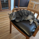 Illustration for article titled The story of the worst week of my life (warning: long personal post, picture of cat is total clickbait)